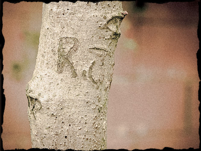 Initials carved in tree trunk: RJ