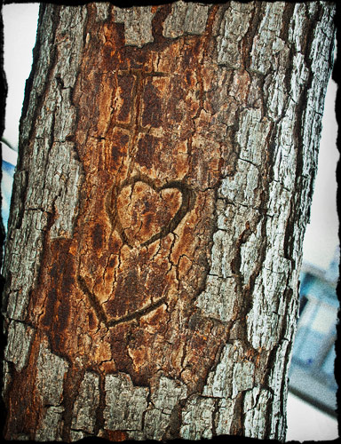 Etched into tree bark are the words: I heart U