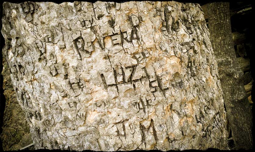 Several names and initials carved in tree trunk