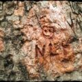 Smiling face and letters NL carved in tree trunk