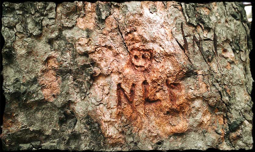 Smiling face and letters NL carved in tree trunk