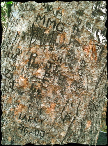 Several initials and names carved in tree trunk