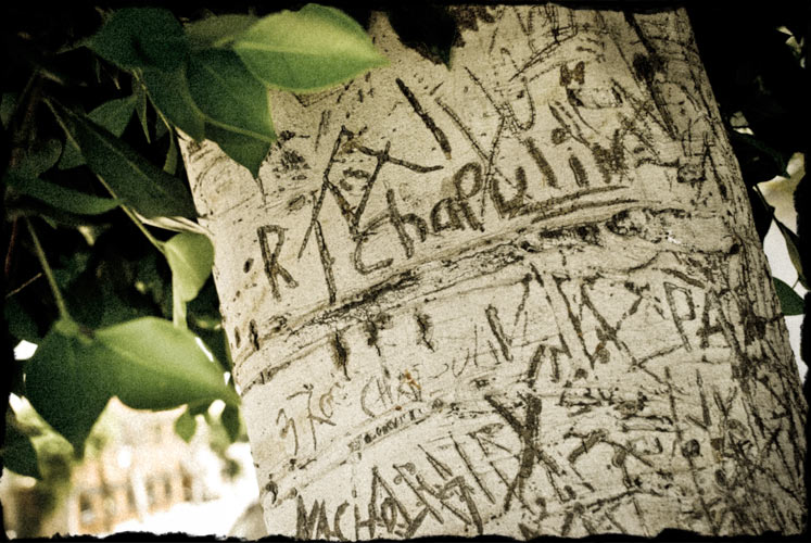 Several names and letters carved in tree trunk