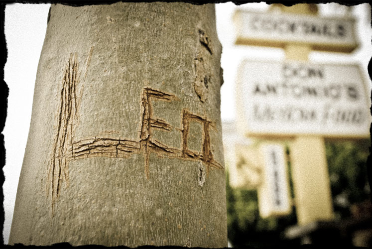 Tree with "Leo" etched in the trunk