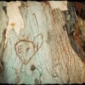 Letters carved in a tree trunk: E + H