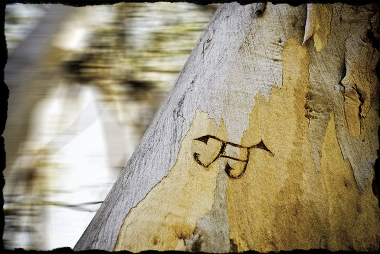 Graphic carved in tree trunk. Looks like a cattle brand