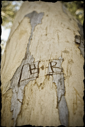 Letters carved in a tree trunk